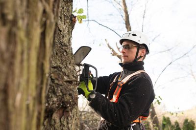Arborist Pruning in Reno, NV