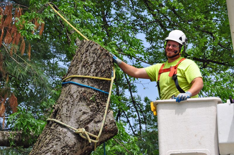 Arborist Tree Service in Reno, NV