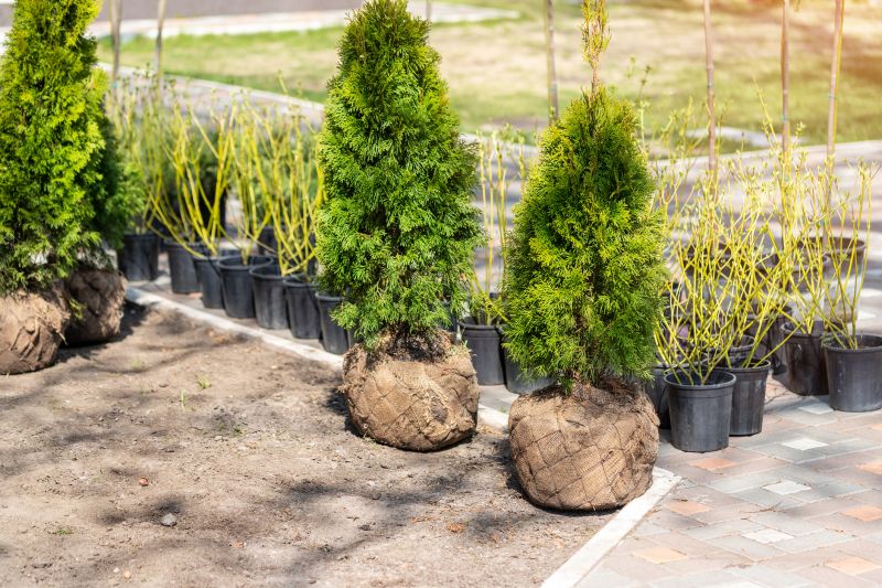 Boxwood Planting in Honolulu, HI