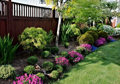 Boxwood Planting in Honolulu, HI