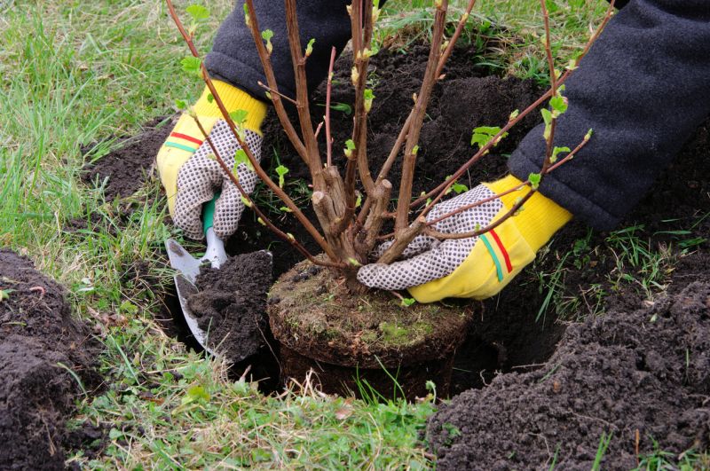 Bush Installation in Honolulu, HI
