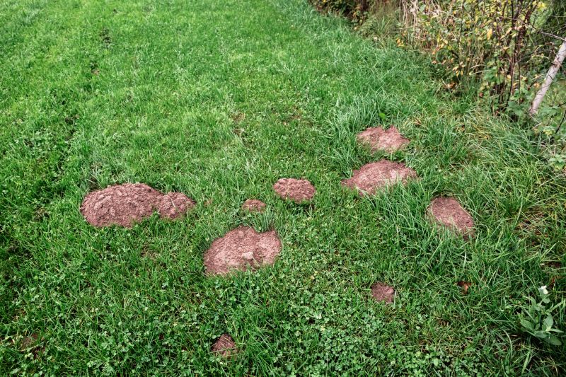 Damaged Yard Repair in Honolulu, HI