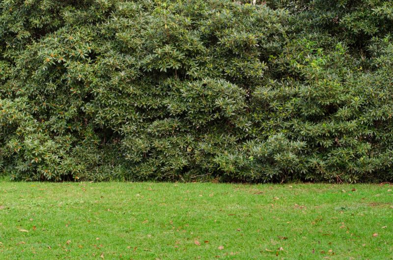 Hedge Replacement in Ventura County, CA