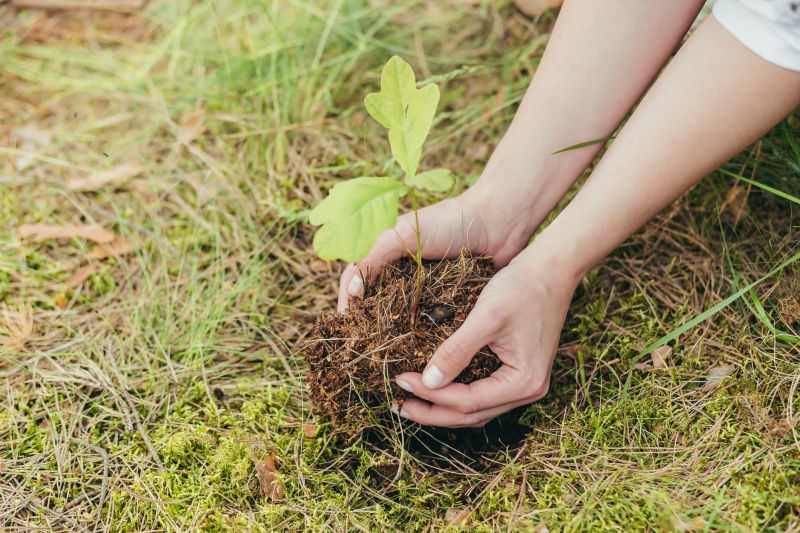 Orchard Planting in Honolulu, HI