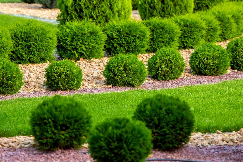 Privacy Shrub Installation in Ventura County, CA