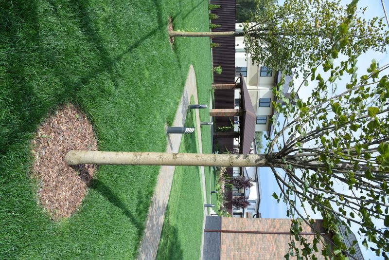 Tree Installation Service in Ventura County, CA