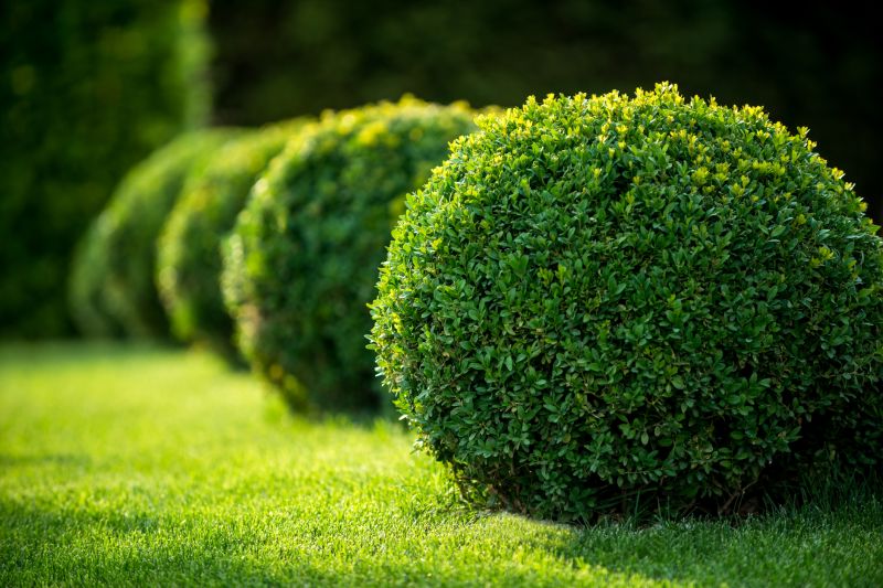 Privacy Shrub Planting in Ventura County, CA
